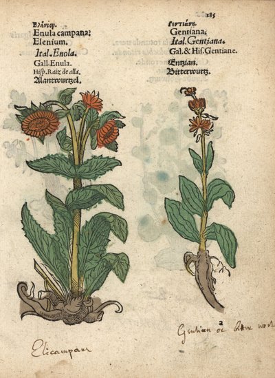 Elecampane, Inula helenium és encián fajok. Adam Lonicer Krauterbuch, vagy Herbal, Frankfurt, Krauterbuch, vagy Herbal című művének botanikai illusztrációjának kézzel színezett fametszete. alkotó: Unbekannter Künstler