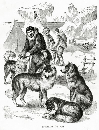 Esquimaux és a kutyák. 1902 (litó) alkotó: Unbekannt