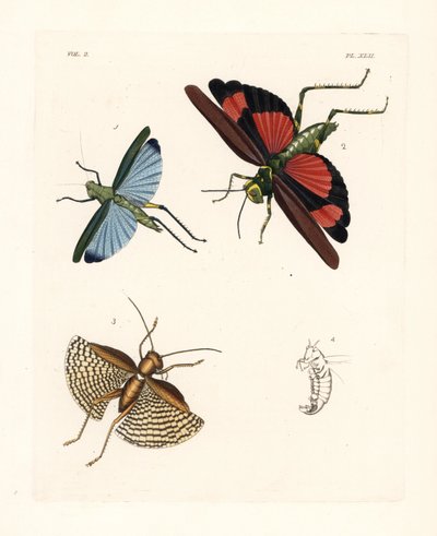 Eupropacris coeruleus szöcske 1, Chromacris miles 2 és Gryllacris tessellata 3. Kézzel színezett litográfia John O. Westwood "Illustrations of Exotic Entomology" című művének új kiadásából, John O. Westwood, Bohn, London. alkotó: Unbekannter Künstler