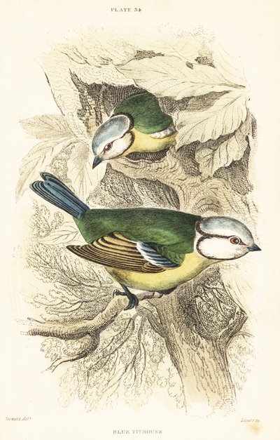 Eurázsiai kék cinege, Cyanistes caeruleus.1889 (metszet) alkotó: Unbekannter Künstler