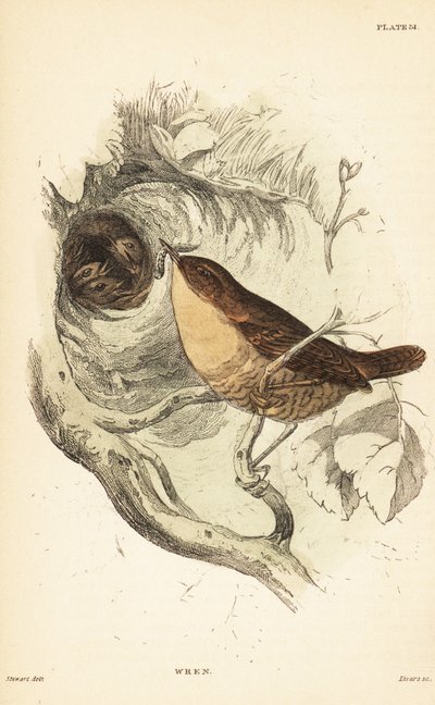 Eurázsiai wren, Troglodytes troglodytes.1889 (metszet) alkotó: Unbekannter Künstler