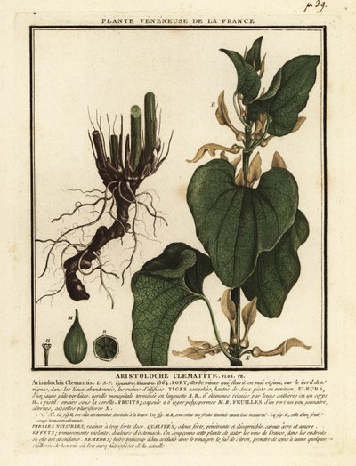 Európai anyafű, Aristolochia clematitis. alkotó: Unbekannter Künstler