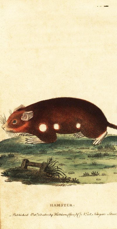Európai hörcsög, Cricetus cricetus. Kritikusan veszélyeztetett. ,1800 (metszet) alkotó: Unbekannter Künstler