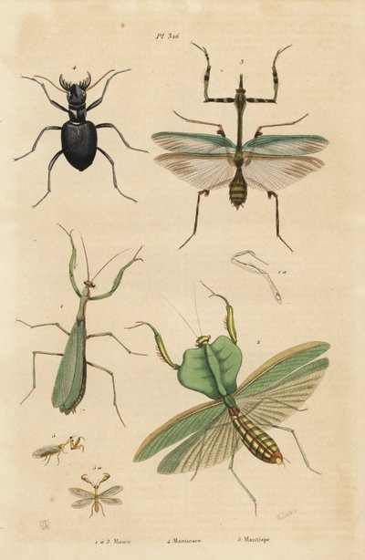 Európai sáska, vallásos sáska 1, leveles sáska, Choeradodis rhomboidea 2, tigrisbogár, Manticora latipennis 3, sáska, sáska sáska alkotó: Unbekannt