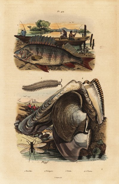 Európai sügér, Perca fluviatilis 1, bársonyféreg, Peripatus iuliformis 2, fűzős, Perla marginata 3, és gyöngy osztriga, Isognomon isognomum 4. Perche, Peripate, Perle, Perne alkotó: Unbekannt