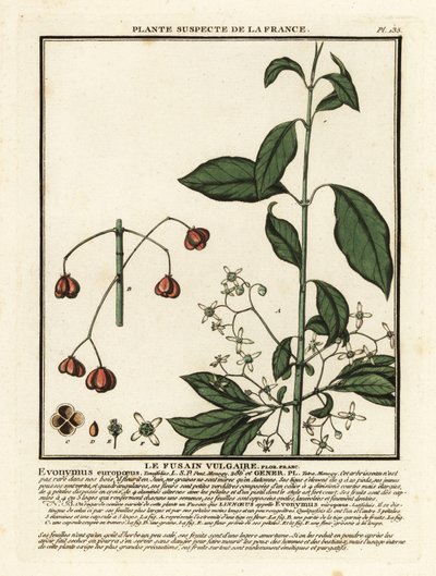 Európai orsó, Euonymus europaeus. alkotó: Unbekannter Künstler
