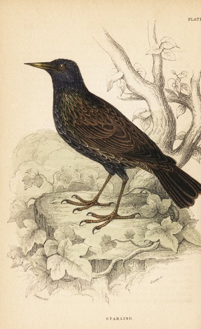 Európai seregély, Sturnus vulgaris.1889 (metszet) alkotó: Unbekannter Künstler