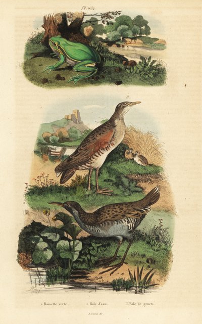 Európai levelibéka, Hyla arborea, vízivasút, Rallus aquaticus és kukoricarák vagy landrail, Crex crex alkotó: Unbekannt