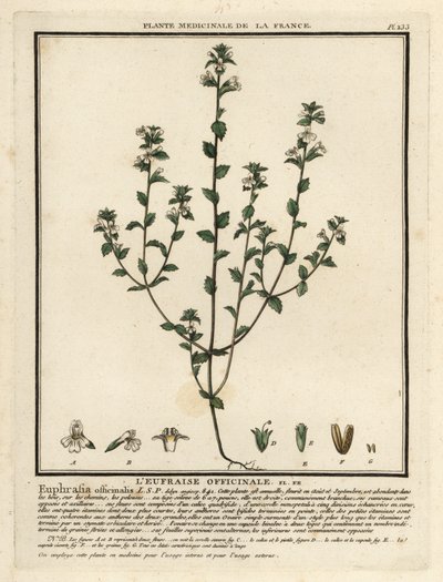 Eyebright, Euphrasia rostkoviana. alkotó: Unbekannter Künstler