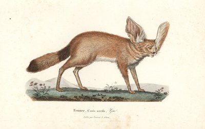 Fennec róka vagy fennec, Vulpes zerda. Kézzel színezett rézmetszet Rene Primevere Lesson Complements de Buffon, Pourrat Freres, Párizsból. alkotó: Unbekannter Künstler