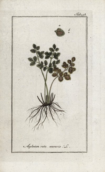 Páfrány doradilla a falak vagy asplenia utca a falak (Asplenium ruta muraria). Litográfia Johannes Zorn (1739-1799) "Afbeelding der Artseny-Gewassen" című művéből, Hollandia. alkotó: Unbekannter Künstler