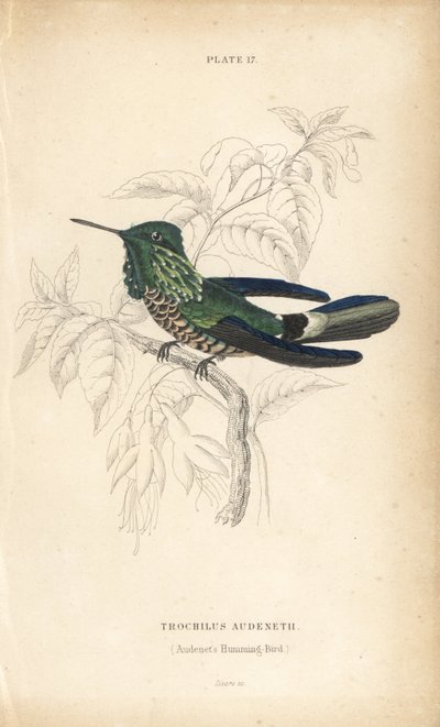 Ünnepi kokárda, Lophornis chalybeus (Audenet-kolibri, Trochilus audenetii). William Lizars kézzel színezett acélmetszete Sir William Jardine természettudós könyvtárából: Ornithology: Hummingbirds, Edinburgh, W.H. Lizars alkotó: Unbekannter Künstler