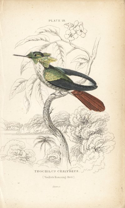 Ünnepi kokárda, Lophornis chalybeus (Vieillot-kolibri, Trochilus chalybeus). William Lizars kézzel színezett acélmetszete Sir William Jardine természettudós könyvtárából: Ornithology: Hummingbirds, Edinburgh, W.H. Lizars alkotó: Unbekannter Künstler
