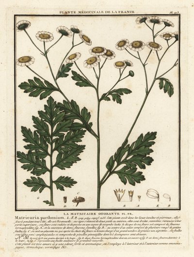 Lázasfű, Tanacetum parthenium. alkotó: Unbekannter Künstler