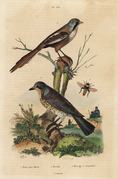 Fieldfare, Turdus pilaris és szakállas nádas, Panurus biarmicus Le merle grive litorne, merodon et mesange a bajusz alkotó: Unbekannt