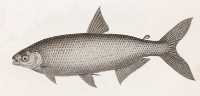 Hal: Le Characin alkotó: Unbekannt