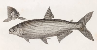Hal: Le Characin alkotó: Unbekannt