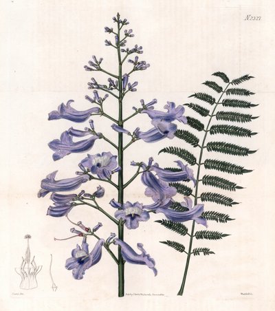 Flamboyant kék vagy osztrigafa - Trinidad páfrányfa, Jacaranda mimosifolia (Ovális levelű jacaranda, Jacaranda ovalifolia). Weddell kézzel készített rézmetszete John Curtis illusztrációja után, Samuel Curtis "Botanical Magazine" című, Londo, Londo című műv alkotó: Unbekannter Künstler