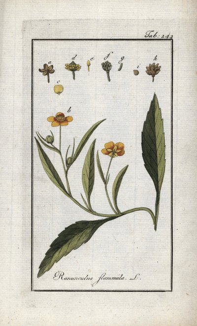 Lángboglárka vagy kis árok vagy kis lángos (Ranunculus flammula). Litográfia Johannes Zorn (1739-1799) "Afbeelding der Artseny-Gewassen" című művéből, Hollandia. alkotó: Unbekannter Künstler