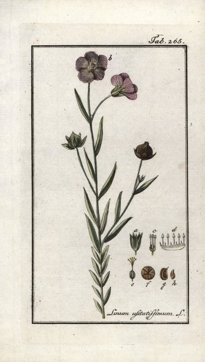 Lenmag (Linum usitatissimum). Litográfia Johannes Zorn (1739-1799) "Afbeelding der Artseny-Gewassen" című művéből, Hollandia. alkotó: Unbekannter Künstler
