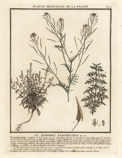 Flixweed, Descurainia sophia. alkotó: Unbekannter Künstler