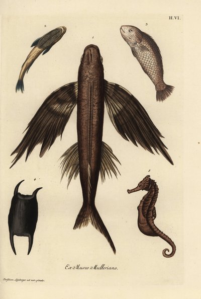 Repülő hal, Exocoetus volitans 1, szívóhal, Remora remora 2, barramundi, Lates calcarifer 3, pikkelyes 4, csikóhal, Hippocampus faj 5. Kézzel színezett rézmetszet Christian Leinberger illusztrációja után Georg Wolfgang Knorr Deliciae című művéből. alkotó: Unbekannter Künstler