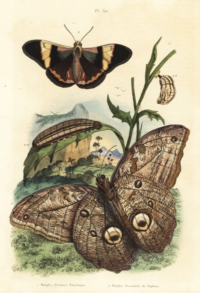 Erdei óriásbagolylepke, Caligo eurilochus 1 és Brassolis sophorae pillangó, báb és hernyó 2 alkotó: Unbekannt