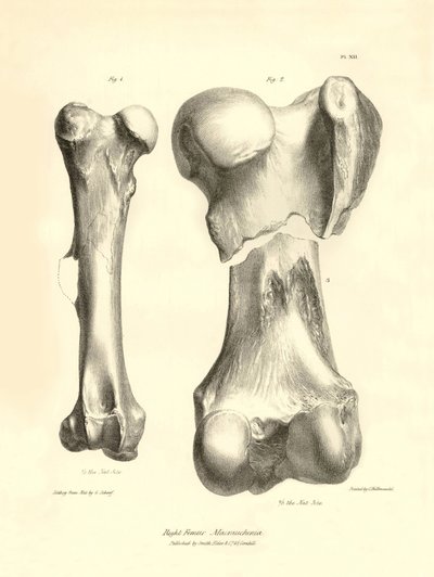 A Macrauchenia nevű, eltűnt őskori állat fosszilis csontjai (combcsontok), amelyeket Charles Darwin írt le a Beagle fedélzetén tett expedíciója során. Tábla a "The Zoology of the voyage of the H.M.S. Beagle under the command of Captain Fitzroy during the y alkotó: Unbekannter Künstler