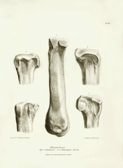 Az eltűnt őskori állat, a Macrauchenia fosszilis csontjai (metatarse és metacarp), amelyeket Charles Darwin írt le a Beagle fedélzetén tett expedíciója során. Tábla a "The Zoology of the voyage of the H.M.S. Beagle under the command of Captain Fitzroy duri alkotó: Unbekannter Künstler