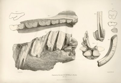 A Toxodon, egy őskori állat állkapcsának és fogainak töredéke, amelyet Charles Darwin az uruguayi Montevideo közelében talált a Beagle fedélzetén tett felfedezőútja során. A Fitzroy kapitány parancsnoksága alatt a H.M.S. Beagle hajóútjának zoológiája a köv alkotó: Unbekannter Künstler