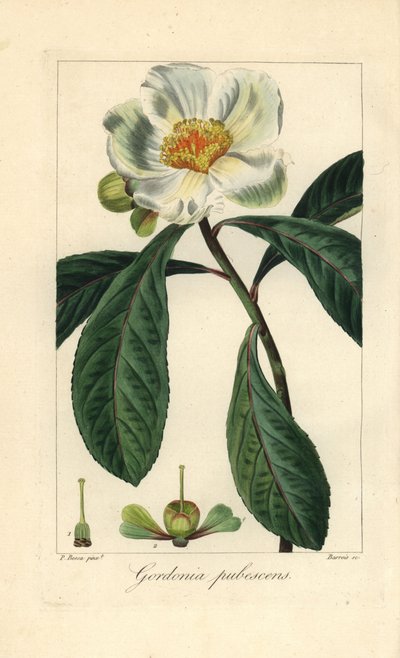 Franklinfa, Franklinia alatamaha, Amerikában őshonos, a természetben kihalt. Barrois kézzel készített rézmetszet, rézre metszve, Pancrace Bessa botanikai illusztrációjáról, Mordant de Launay "Herbier General de l