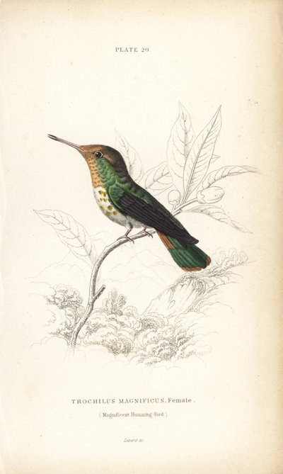 Fodros koktél, Lophornis magnificus, nőstény (Csodálatos kolibri, Trochilus magnificus). William Lizars kézzel színezett acélmetszete Sir William Jardine természettudós könyvtárából: Ornithology: Hummingbirds, Edinburgh, W.H. Lizars alkotó: Unbekannter Künstler