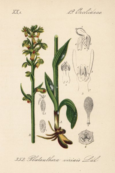 Béka orchis - Béka orchidea, Dactylorhiza viridis (Platanthera viridis). Kézzel színezett litográfia Diederich von Schlechtendal Német flóra (Flora von Deutschland) című művéből, Jena. alkotó: Unbekannter Künstler