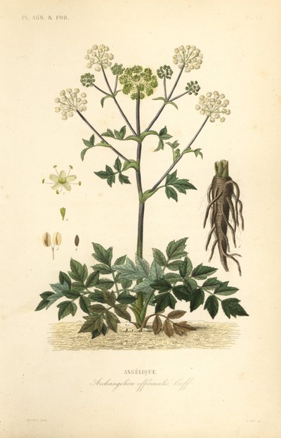 Kerti angyalgyökér vagy vadzeller, Angelica archangelica, Archangelica officinalis, Angelique alkotó: Unbekannt