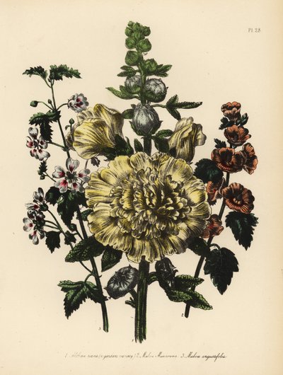 Kerti mályva, Althaea rosea, Mr. Munro mályva, Malva munroana, és keskeny levelű mályva, Malva angustifolia. Henry Noel Humphreys kézzel készített kromolitográfiája Jane Loudon illusztrációja után a Mrs. Jane Loudon
