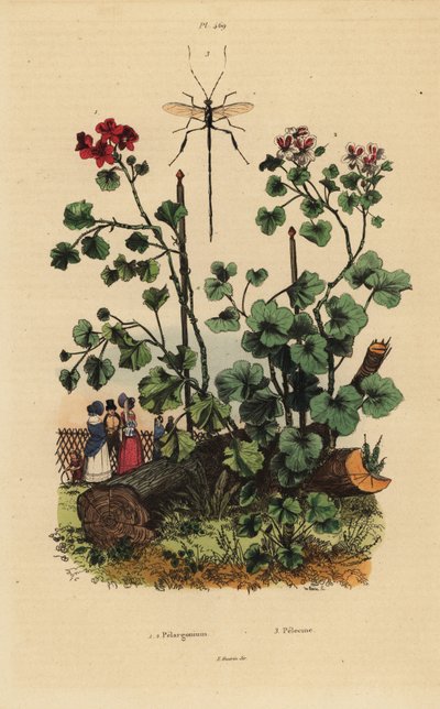 Muskátli fajok, Pelargonium daveyanum 1 és Pelargonium macranthon 2 alkotó: Unbekannt