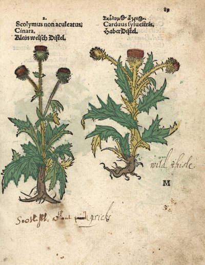 Articsóka, Cynara cardunculus var. scolymus, és vadgesztenye, Carduus sylvestris. Adam Lonicer Krauterbuch, avagy gyógynövény, Frankfurt, Krauterbuch vagy Herbal című művének botanikai illusztrációjának kézzel színezett fametszete. alkotó: Unbekannter Künstler