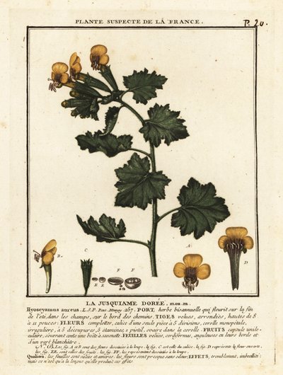 Arany tyúkól, Hyoscymus aureus. alkotó: Unbekannter Künstler