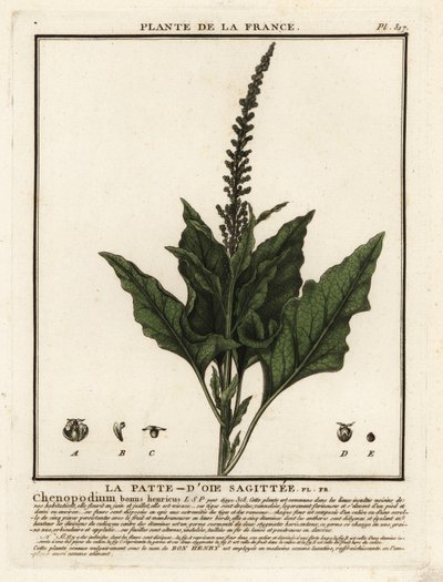 Jó-Henry király, Chenopodium bonus-henricus. alkotó: Unbekannter Künstler