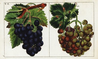 Szőlőfajták, Vitis vinifera. alkotó: Unbekannter Künstler