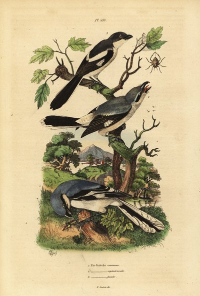 Szürke cickány, Lanius excubitor, szürkehátú fiskális, Lanius excubitoroides és fiskális cickány, Lanius collaris Pie Grieche commune, északi fiskális alkotó: Unbekannt
