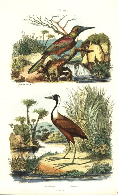 Nagy jacamar, Jacamerops aureus és északi jacana, Jacana spinosa alkotó: Unbekannt