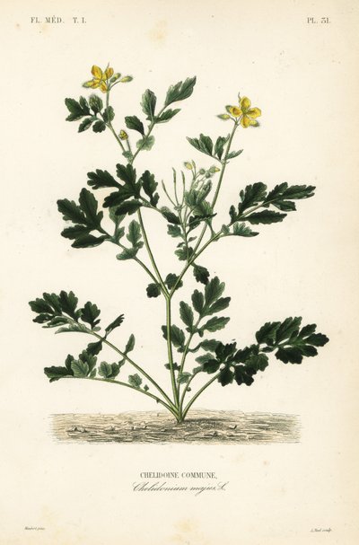 Nagy celandin, Chelidonium majus, Chelidoine alkotó: Unbekannt