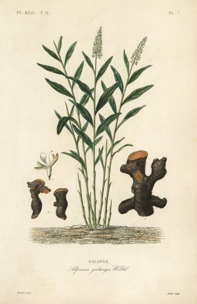 Nagy galangal vagy thai galangal, Alpinia galanga, Galanga alkotó: Unbekannt