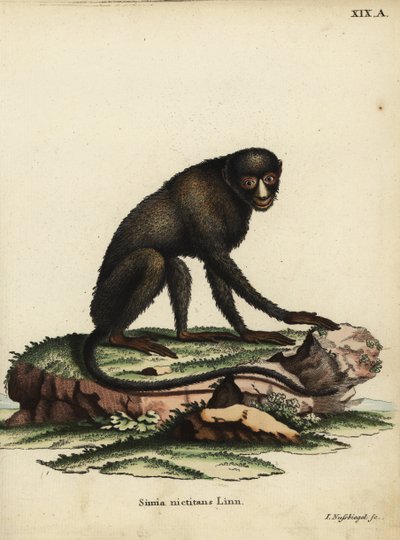 Nagy foltorrú majom vagy gittorrú majom. Cercopithecus nictitans. Simia Nictitans Linn. Johann Nussbiegel kézzel készített rézmetszete Johann Christian Daniel Schreber Animal Illustrations after Nature, or Schreber
