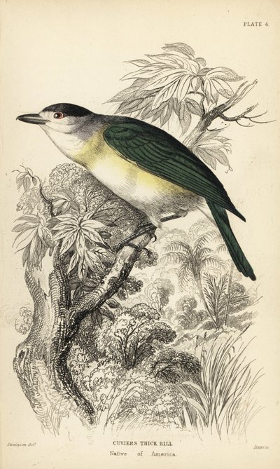 Zöldhátú cincér, Pachyramphus viridis (Cuvier-féle cincér, Pachyrhynchus cuvierii). William Lizars kézzel színezett acélmetszete William Swainson illusztrációja után Sir William Jardine Naturalist