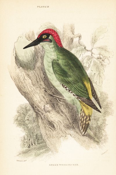 Zöld harkály., Picus viridis, fán ülve.1889 (metszet) alkotó: Unbekannter Künstler