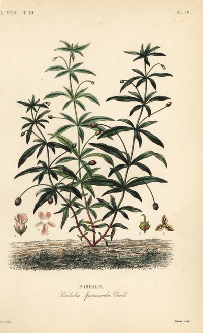 Zöldlila vagy púpos virág, Hybanthus calceolaria, Pombalia ipecacuanha, Pombalie alkotó: Unbekannt