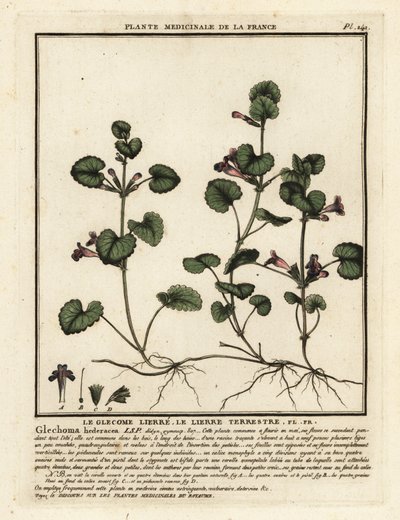 Földi borostyán, Glechoma hederacea. alkotó: Unbekannter Künstler