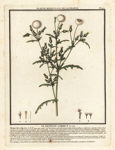Groundsel, Senecio vulgaris. alkotó: Unbekannter Künstler